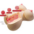 CRAZY BULL - FIONA TORSO FEMMINILE REALISTICO VAGINA E ANALE 7,1 KG